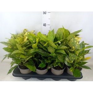 Aucuba japonica 'Variegata'