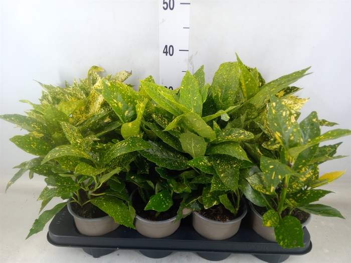 <h4>Aucuba japonica 'Variegata'</h4>