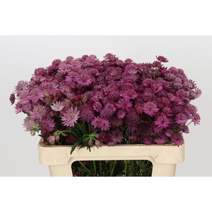Astrantia Rosita