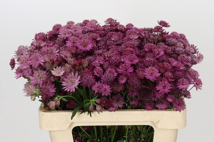 <h4>Astrantia Rosita</h4>