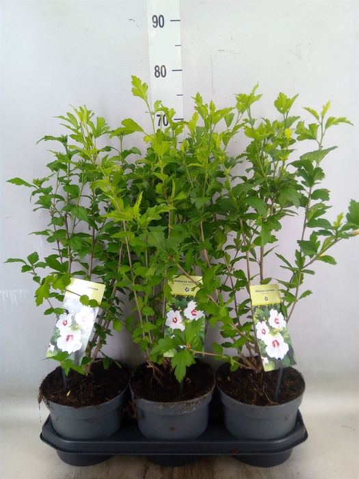 <h4>Hibiscus syriacus 'Red Heart'</h4>