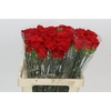 Dianthus St Arona