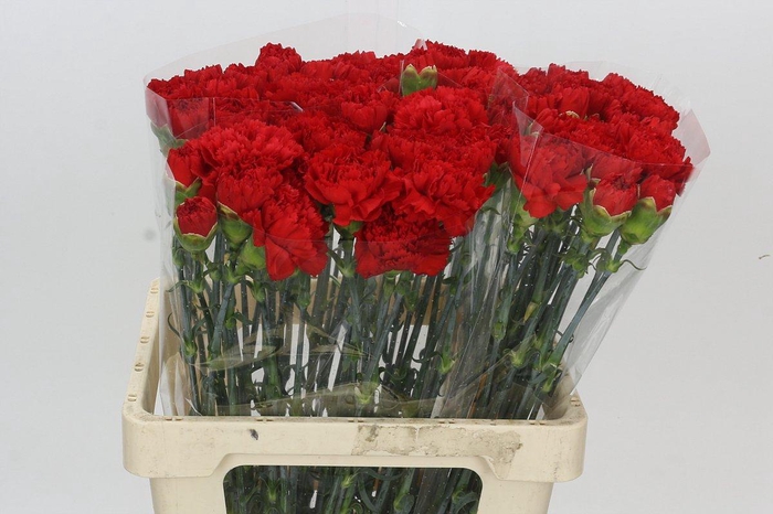 <h4>Dianthus St Arona</h4>