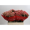 Hypericum Sweet Romance