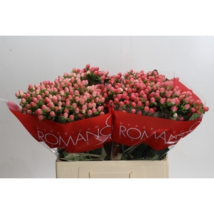 Hypericum Sweet Romance