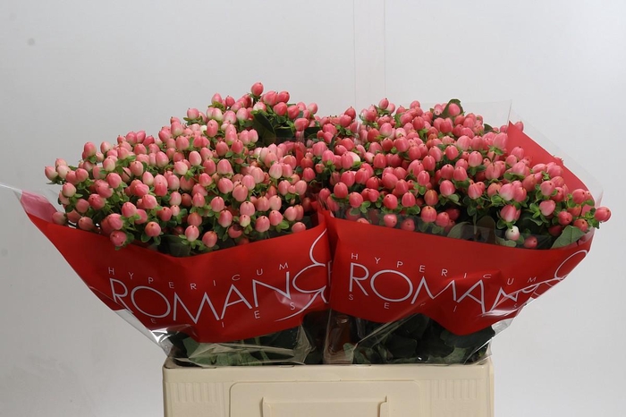 Hypericum Sweet Romance