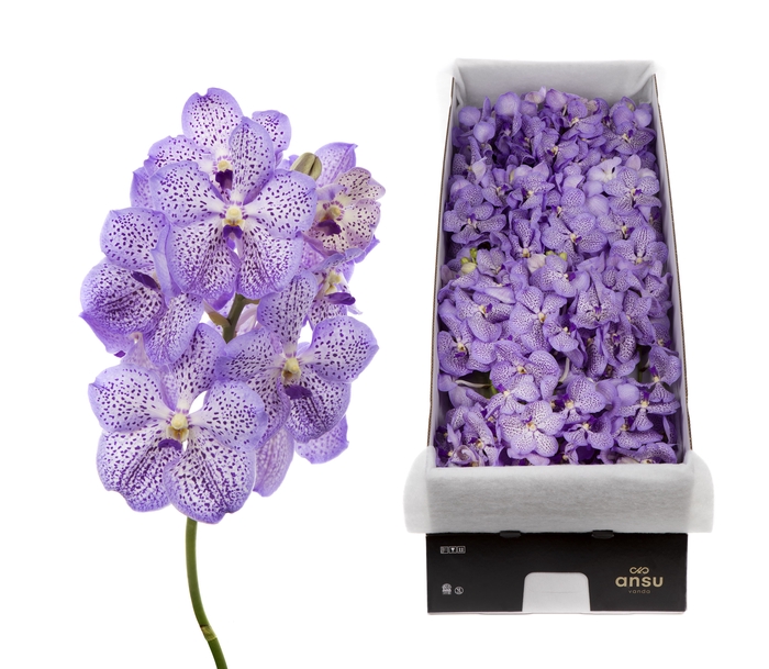 <h4>Vanda Mauve Spot</h4>