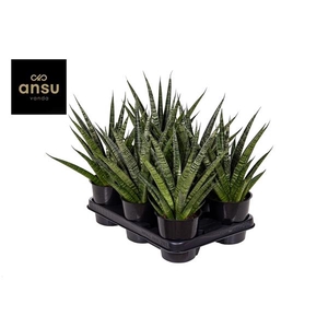 Sansevieria Cosmet Queen Marbel