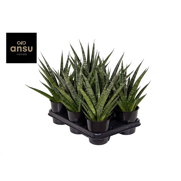 <h4>Sansevieria Cosmet Queen Marbel</h4>