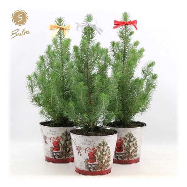 <h4>Pinus pinea 'Silver Crest' P17 in Zinc Santa + Bow Mix</h4>