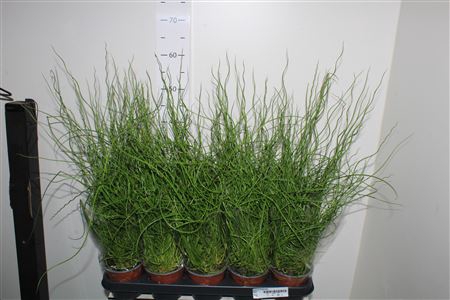 <h4>Juncus Ef Spiralis</h4>