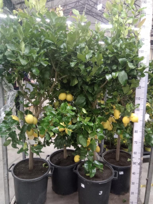 <h4>Citrus   ...</h4>