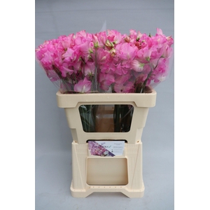 Lathyrus Sunshine Rose