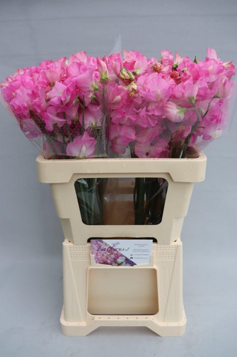 <h4>Lathyrus Sunshine Rose</h4>