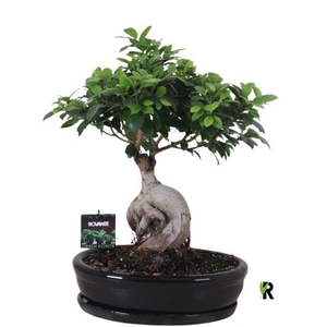 Ficus microcarpa 'Ginseng'