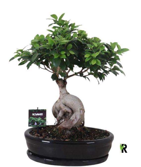 <h4>Ficus microcarpa 'Ginseng'</h4>
