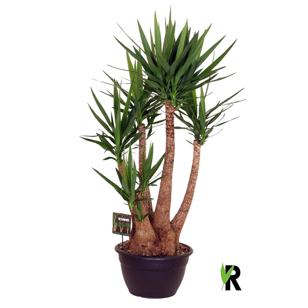 <h4>Yucca elephantipes vertakt</h4>