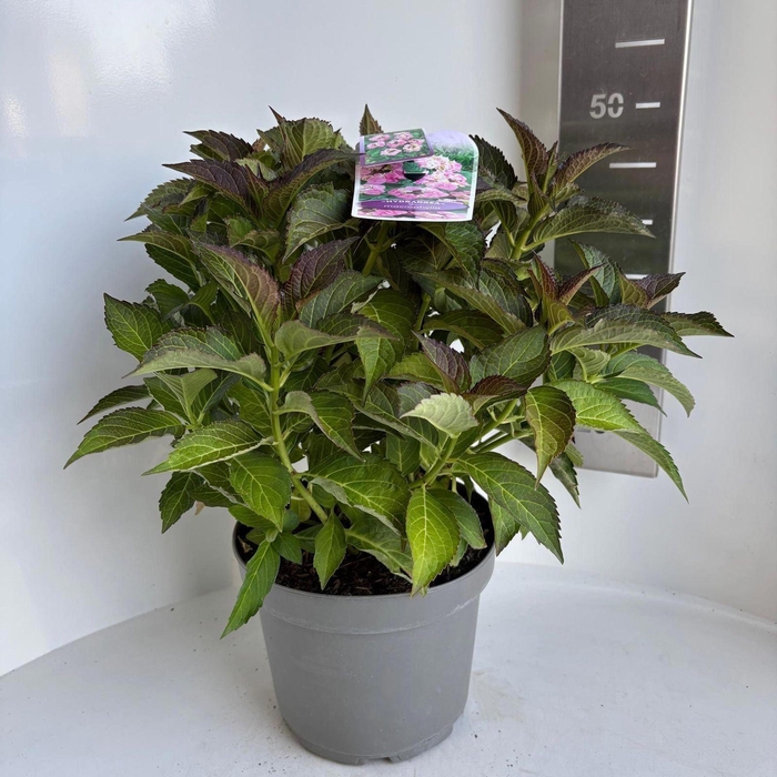 <h4>Hydrangea macrophylla overig</h4>