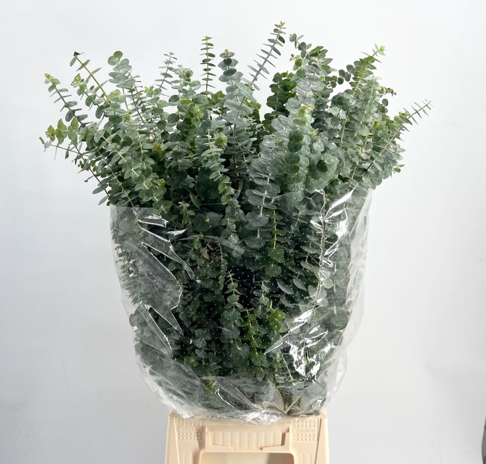 <h4>EUCALYPTUS  'BABY BLUE'   .../BOS E</h4>