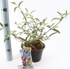 Buddleja Royal Red