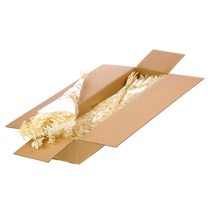 <h4>Ruscus Preserved Sb Bleached White</h4>