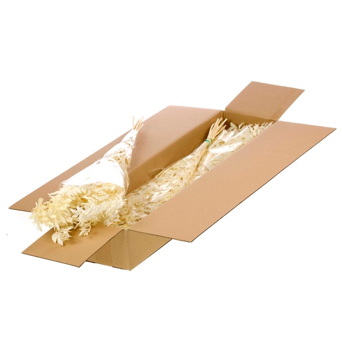 <h4>Ruscus Preserved Sb Bleached White</h4>