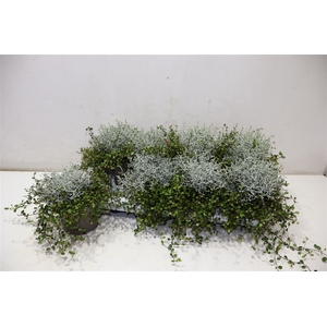 arr8 Leucoph Brownii + Muehlenbeckia