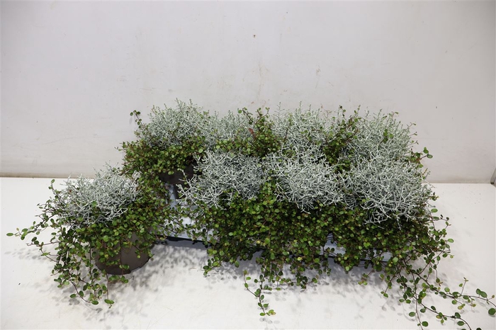 <h4>Leucoph Brownii + Muehlenbeckia</h4>