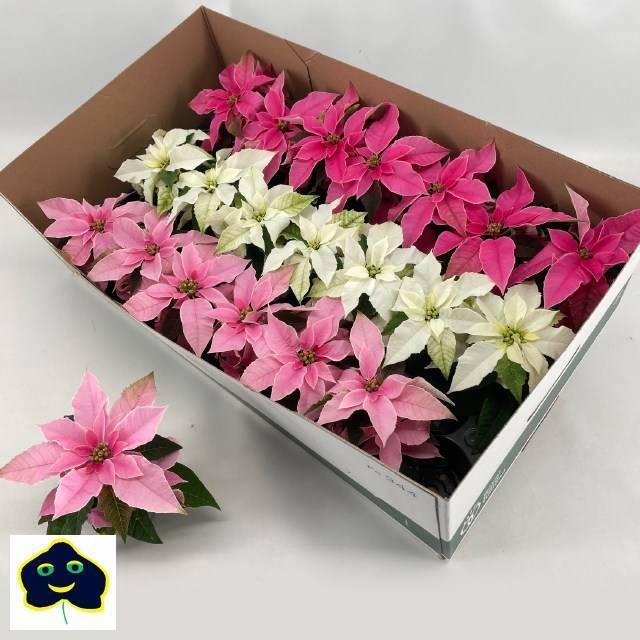 <h4>EUPHOR P PRI GEM</h4>