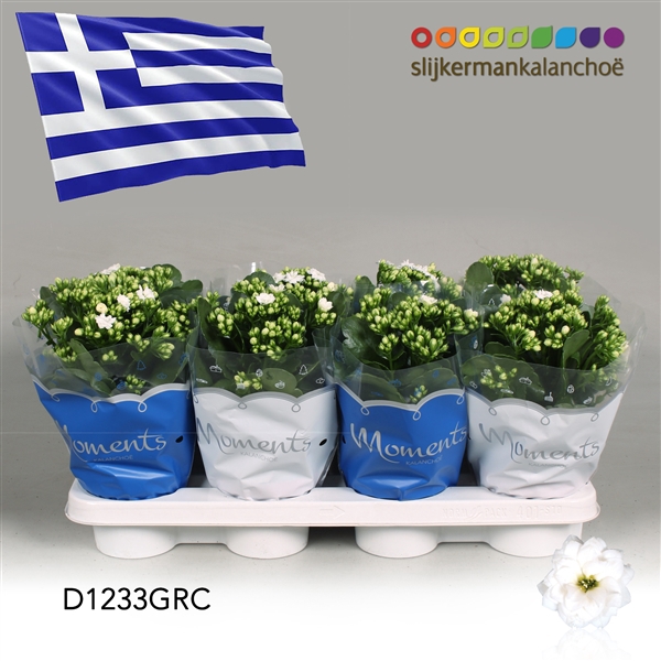 <h4>Kalanchoe Moments - Greece flag</h4>