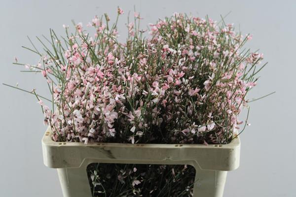 <h4>Genista Klb Bs Rose</h4>