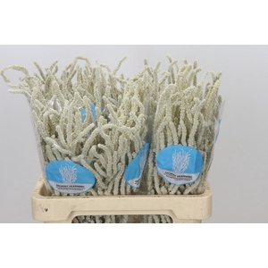 Amaranthus Yearming Desert