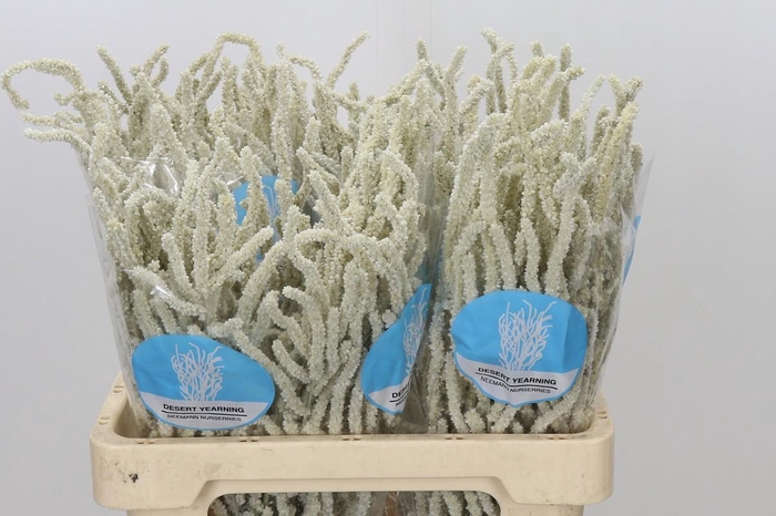 <h4>Amaranthus Yearming Desert</h4>