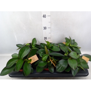 Peperomia clusiifolia 'Red Margin'