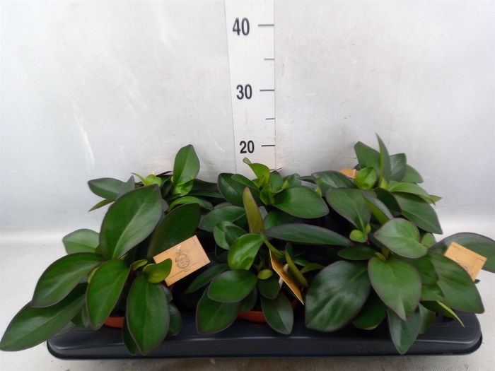 Peperomia clusiifolia 'Red Margin'