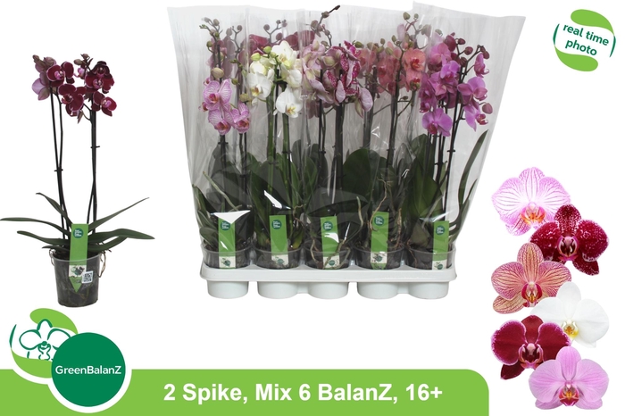 <h4>PHAL GEM 6 KL</h4>