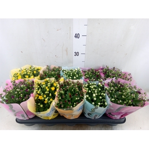 Chrysanthemum  'Milkshake'  ...mix