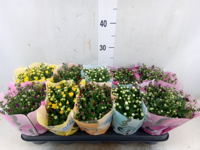 <h4>Chrysanthemum  'Milkshake'  ...mix</h4>