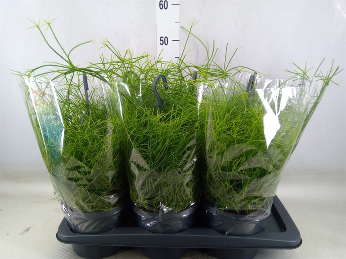 <h4>Rhipsalis baccifera 'Oasis'</h4>