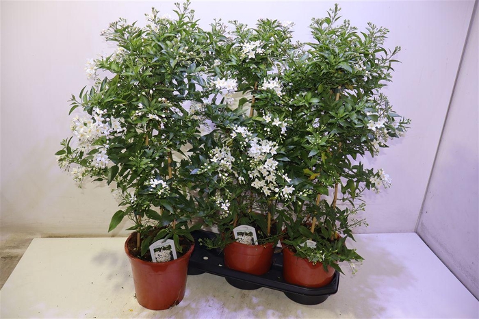 <h4>Solanum Jasminoides</h4>