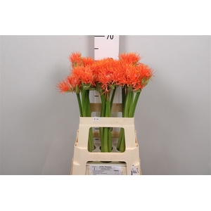 Scadoxus M King Of Orange