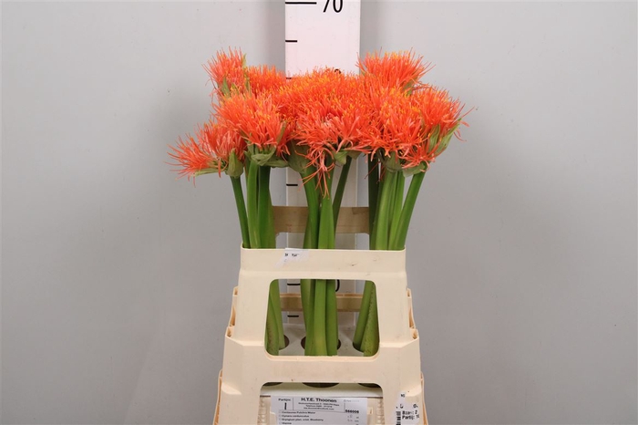<h4>Scadoxus M King Of Orange</h4>