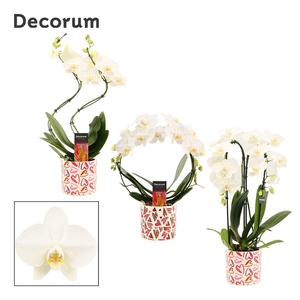 Phalaenopsis vormen mix 2 tak wit in Julia (Deco-collection)