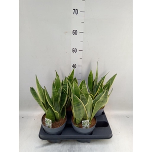 Sansevieria trifa.   ...