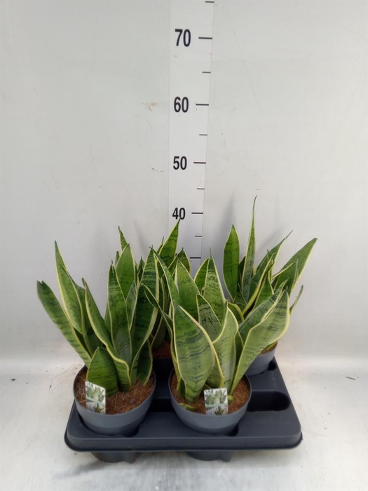<h4>Sansevieria trifa.   ...</h4>
