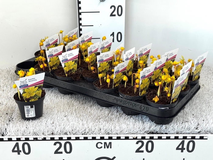 <h4>ERANTHIS HYEMALIS</h4>