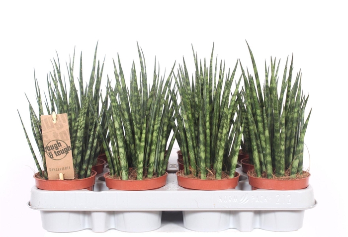 <h4>Sansevieria  'Fernwood'</h4>