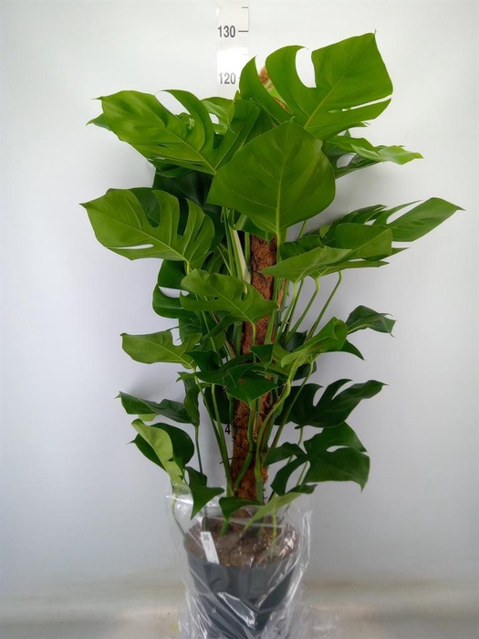 <h4>Monstera pertusum</h4>