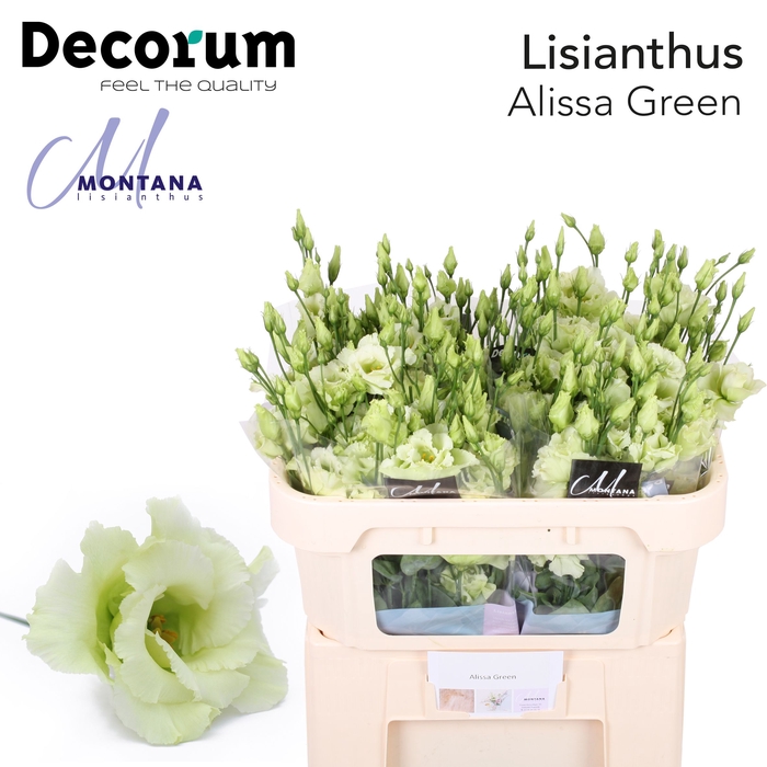 Lisianthus Alissa green 70cm