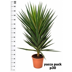 YUCCA  PUCK